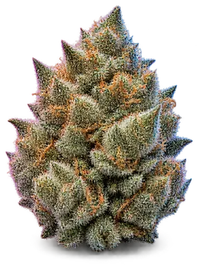 AI-generated illustration of a cannabis flower for the Vanila Creme page, not a photo of the strain