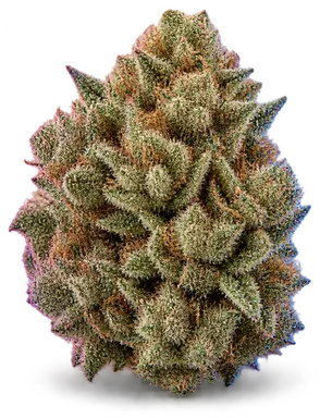 AI-generated illustration of a cannabis flower for the Velvet Gas page, not a photo of the strain