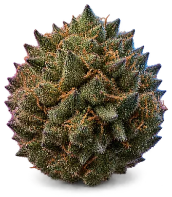 AI-generated illustration of a cannabis flower for the V Kush page, not a photo of the strain