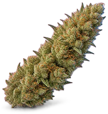 AI-generated illustration of a cannabis flower for the Wasabi page, not a photo of the strain