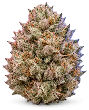 AI-generated illustration of a cannabis flower for the Watermelon Zonkers page, not a photo of the strain