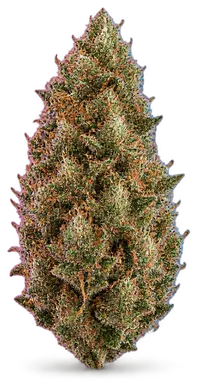 AI-generated illustration of a cannabis flower for the Waveseer page, not a photo of the strain