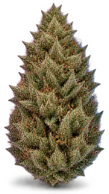AI-generated illustration of a cannabis flower for the Wedding Fantasy page, not a photo of the strain