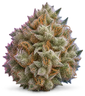 AI-generated illustration of a cannabis flower for the White 99 page, not a photo of the strain