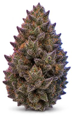 AI-generated illustration of a cannabis flower for the White Chocolate Raspberry page, not a photo of the strain