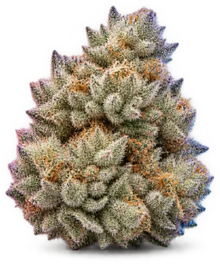 AI-generated illustration of a cannabis flower for the White Rainbow page, not a photo of the strain