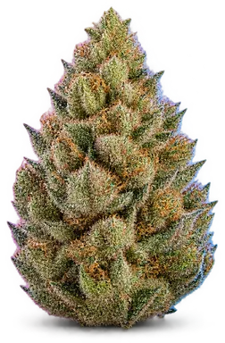 AI-generated illustration of a cannabis flower for the Wifi Barz page, not a photo of the strain