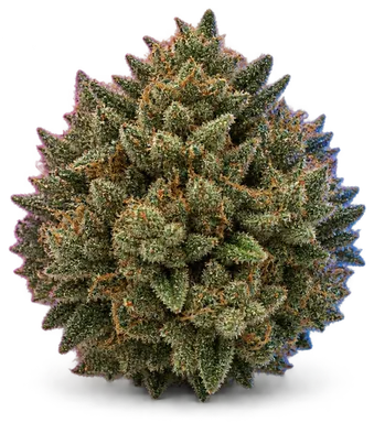 AI-generated illustration of a cannabis flower for the Wifi OG page, not a photo of the strain
