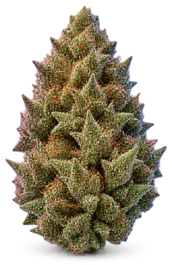 AI-generated illustration of a cannabis flower for the Wingsuit page, not a photo of the strain