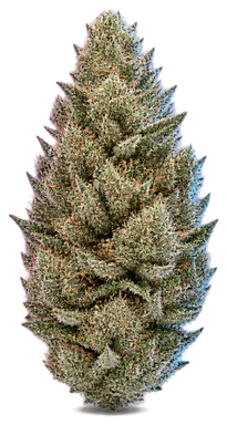 AI-generated illustration of a cannabis flower for the Wookies And Cream page, not a photo of the strain