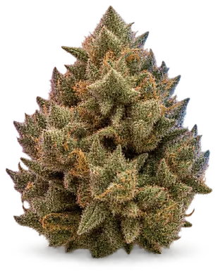 AI-generated illustration of a cannabis flower for the Wpi page, not a photo of the strain