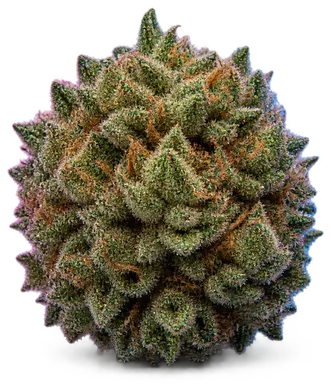 AI-generated illustration of a cannabis flower for the WS 1 page, not a photo of the strain