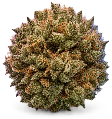 AI-generated illustration of a cannabis flower for the Wwbjd page, not a photo of the strain