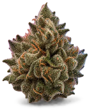 AI-generated illustration of a cannabis flower for the Xxx OG page, not a photo of the strain