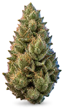 AI-generated illustration of a cannabis flower for the Yahemi page, not a photo of the strain