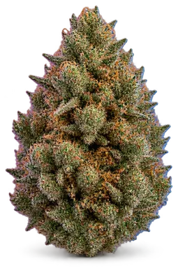 AI-generated illustration of a cannabis flower for the Zashimi page, not a photo of the strain