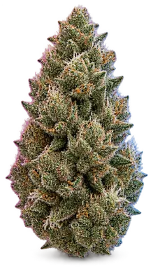 AI-generated illustration of a cannabis flower for the Zellys Gift page, not a photo of the strain