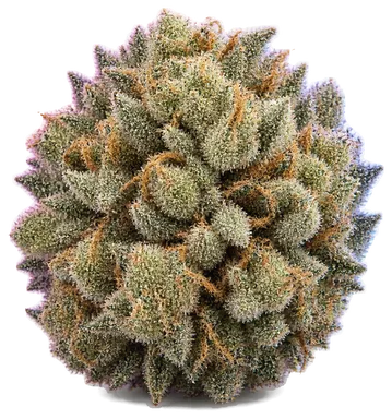 AI-generated illustration of a cannabis flower for the Z-Face page, not a photo of the strain