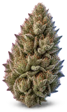 AI-generated illustration of a cannabis flower for the Zoap page, not a photo of the strain