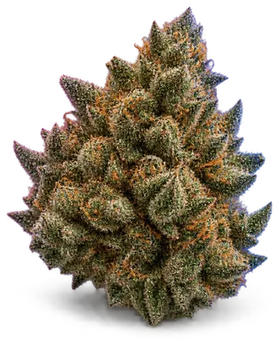 AI-generated illustration of a cannabis flower for the Zombie Kush page, not a photo of the strain