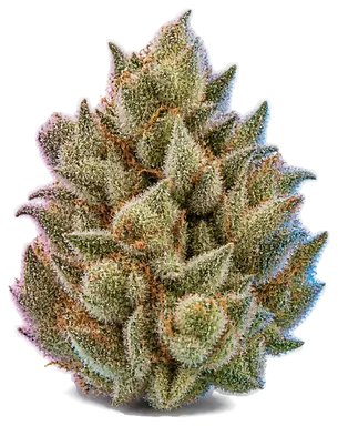 AI-generated illustration of a cannabis flower for the Zoo Cookies page, not a photo of the strain