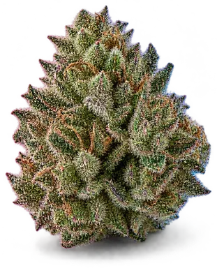 AI-generated illustration of a cannabis flower for the Zummy Bearz page, not a photo of the strain